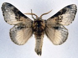 Schausinna affinis